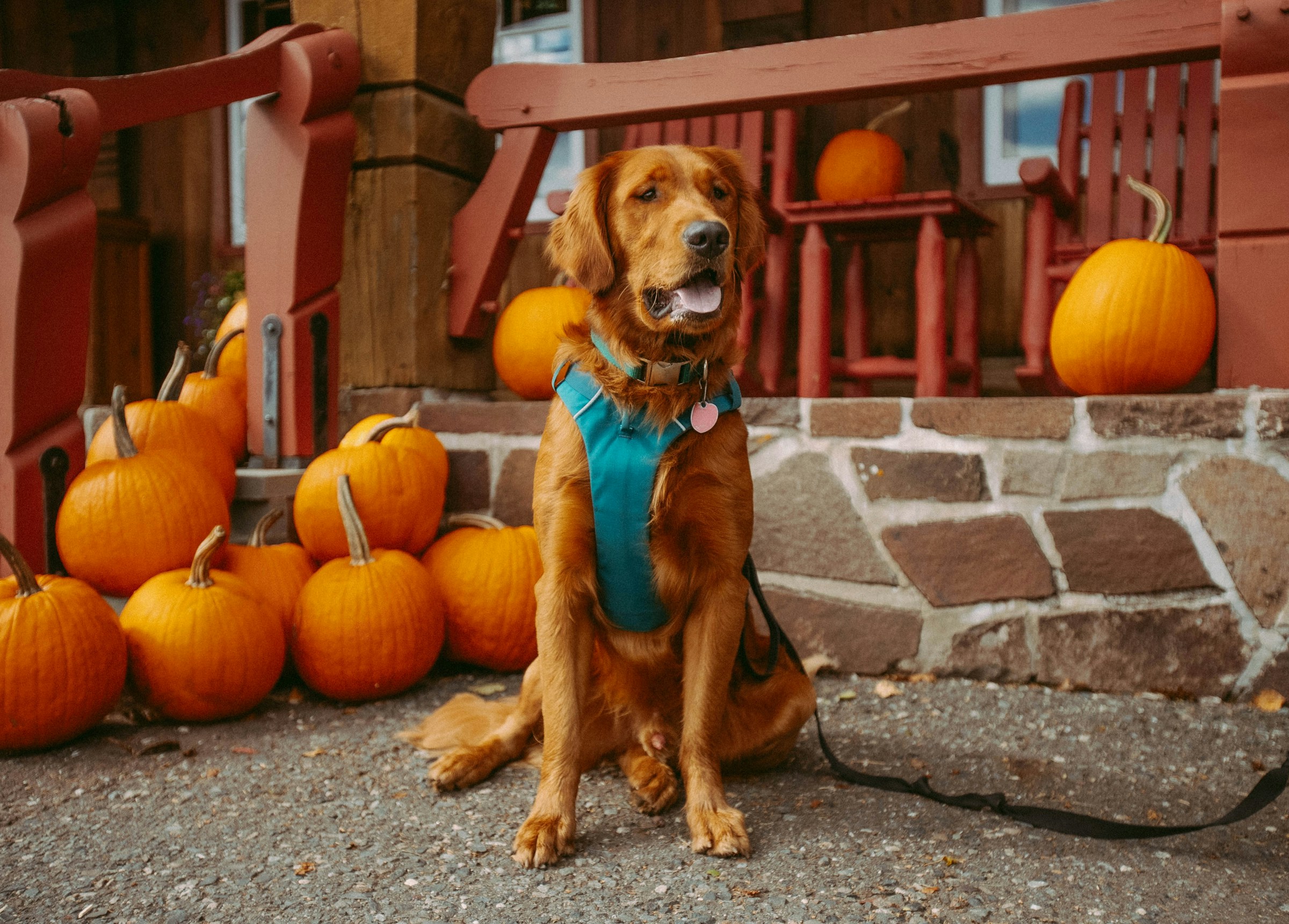 Golden retriever sitter på et fortau ved siden av gresskar på en høstveranda.