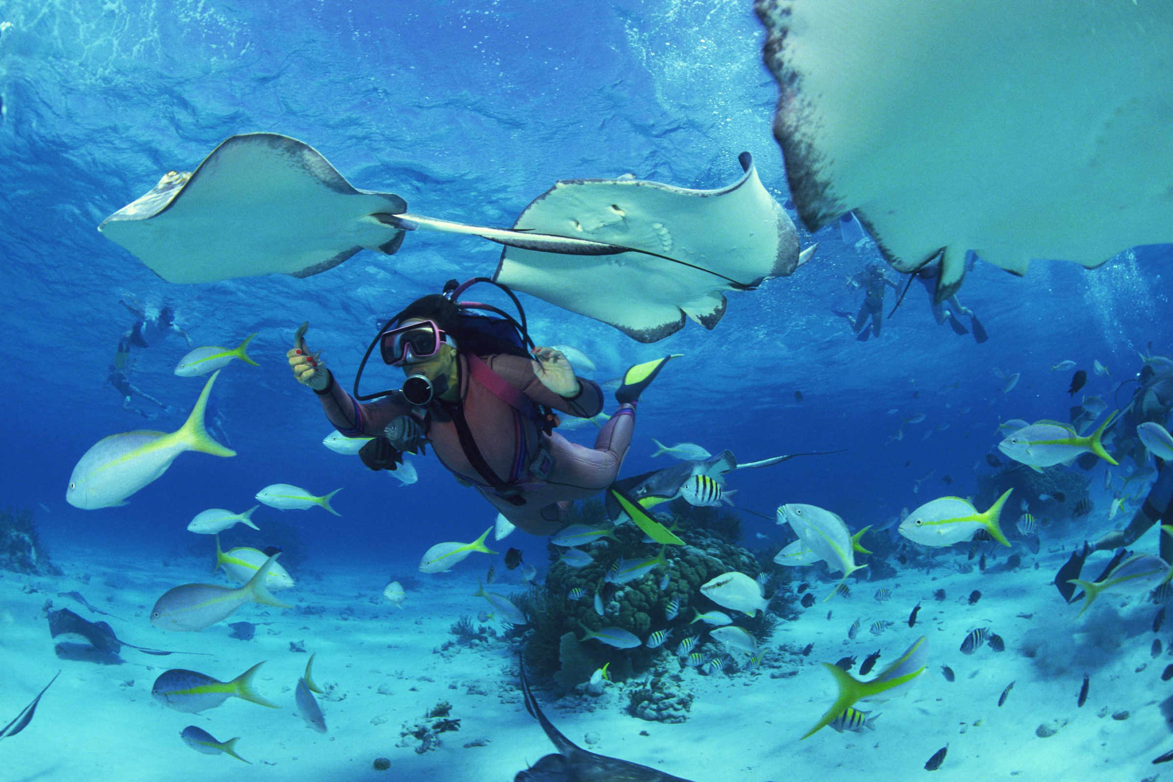 Scuba diver swimming underwater with stingrays and colorful fish in a vibrant coral reef environment.