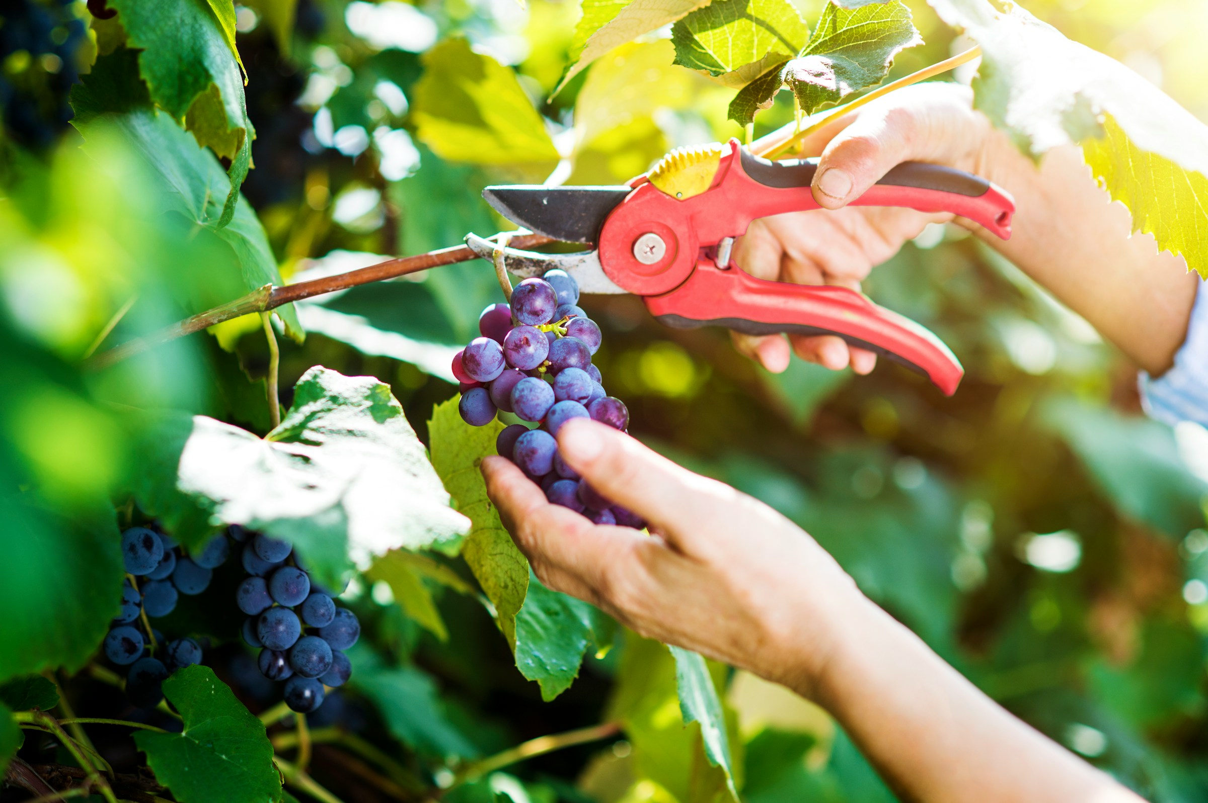 Hands using pruning shears to harvest ripe purple grapes from a vine in a sunny vineyard.