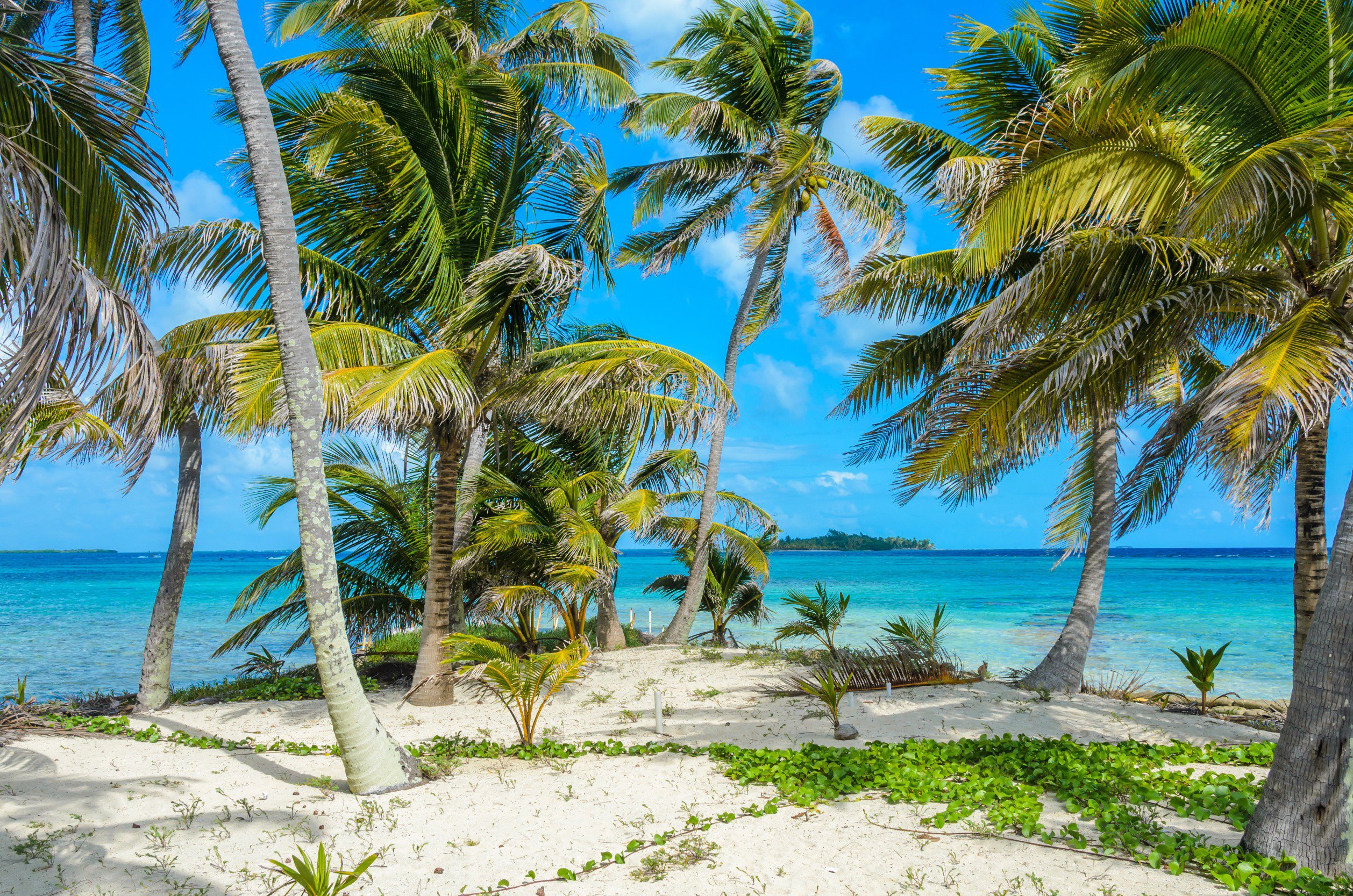 Travel to Belize - Tropical beach with palm trees and white sand overlooking a turquoise ocean under a bright blue sky.