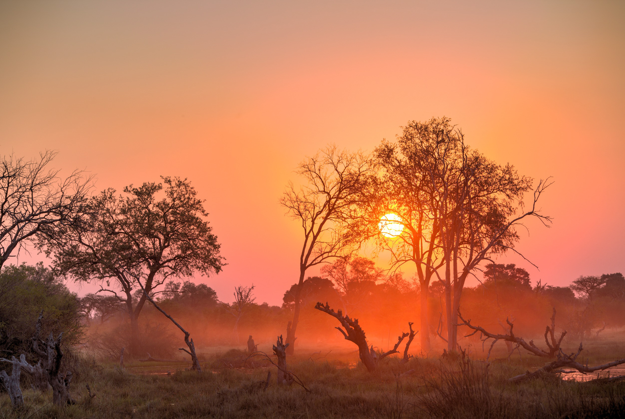 Solnedgang over savannen med trær og lett tåke, gir et varmt og magisk landskap i Afrika