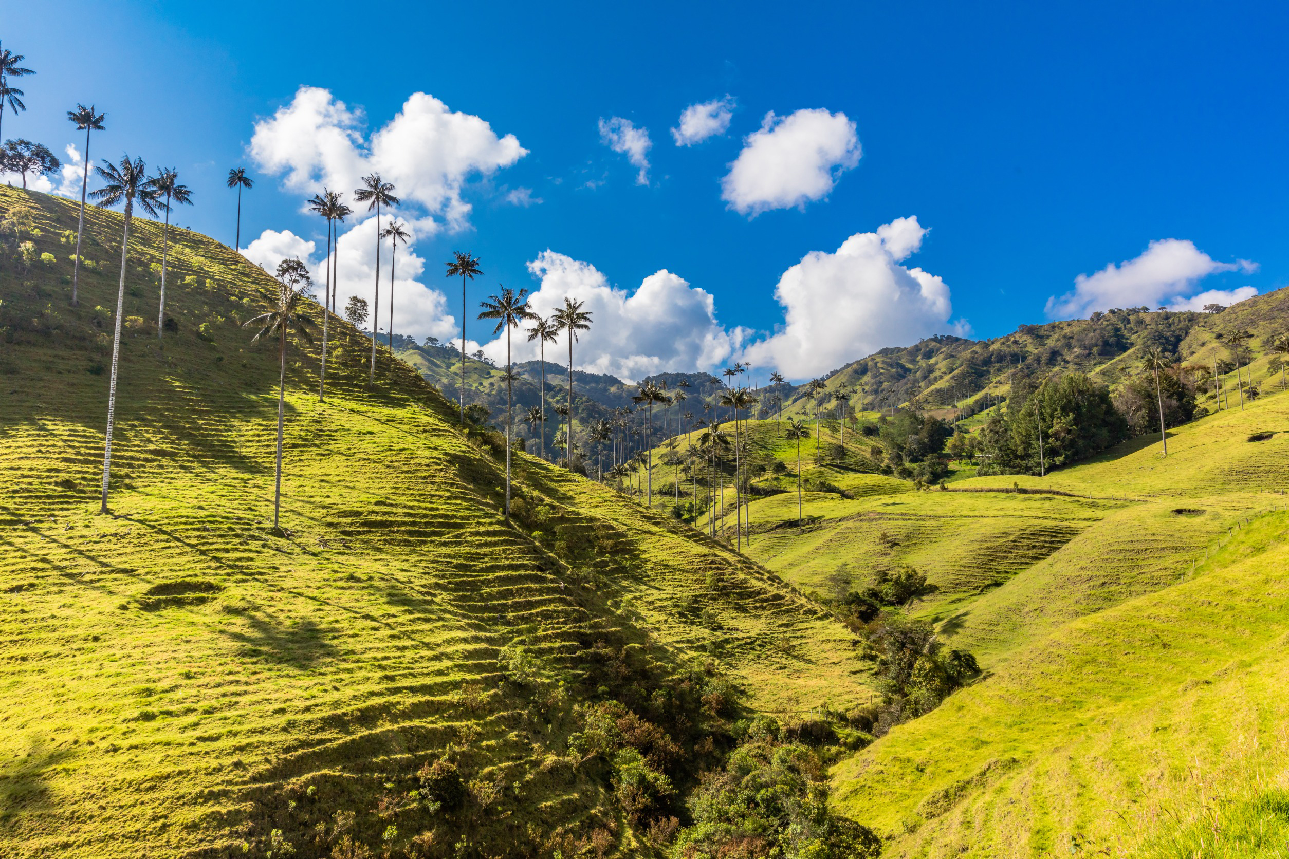 Landskap med grønne åser og høye palmer i Cocora-dalen, Colombia, under en blå himmel med hvite skyer
