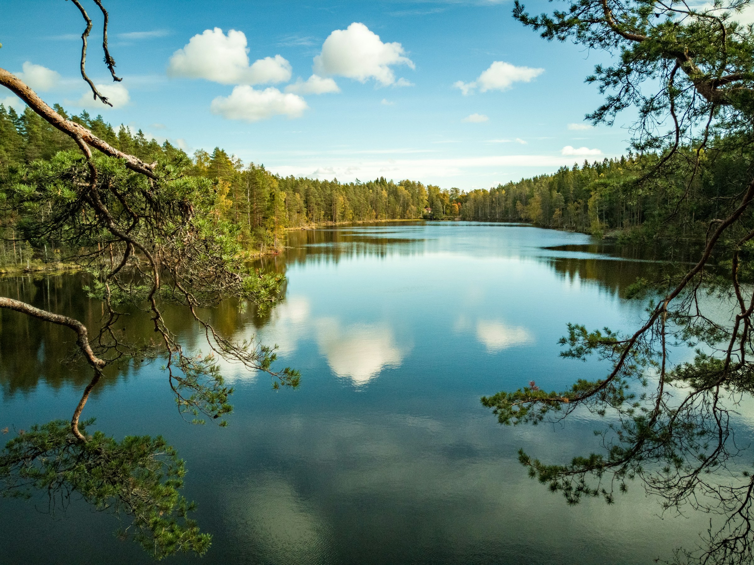 Serene forest lake with clear blue sky and fluffy clouds reflected in the water, surrounded by lush green trees and pine branches in the foreground.