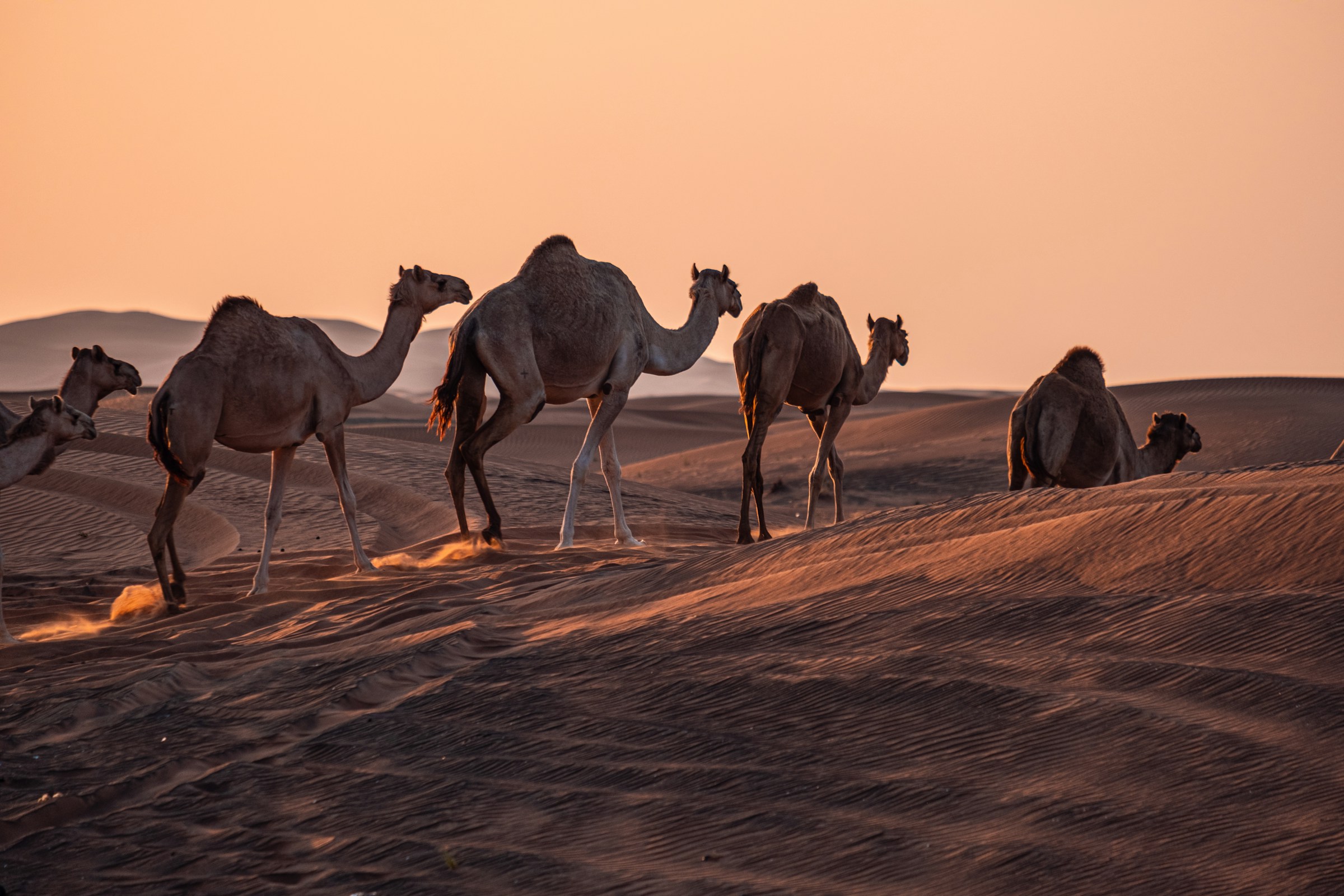 Camels walking on desert dunes at sunset with a warm, orange sky in the The Arab Emirates.