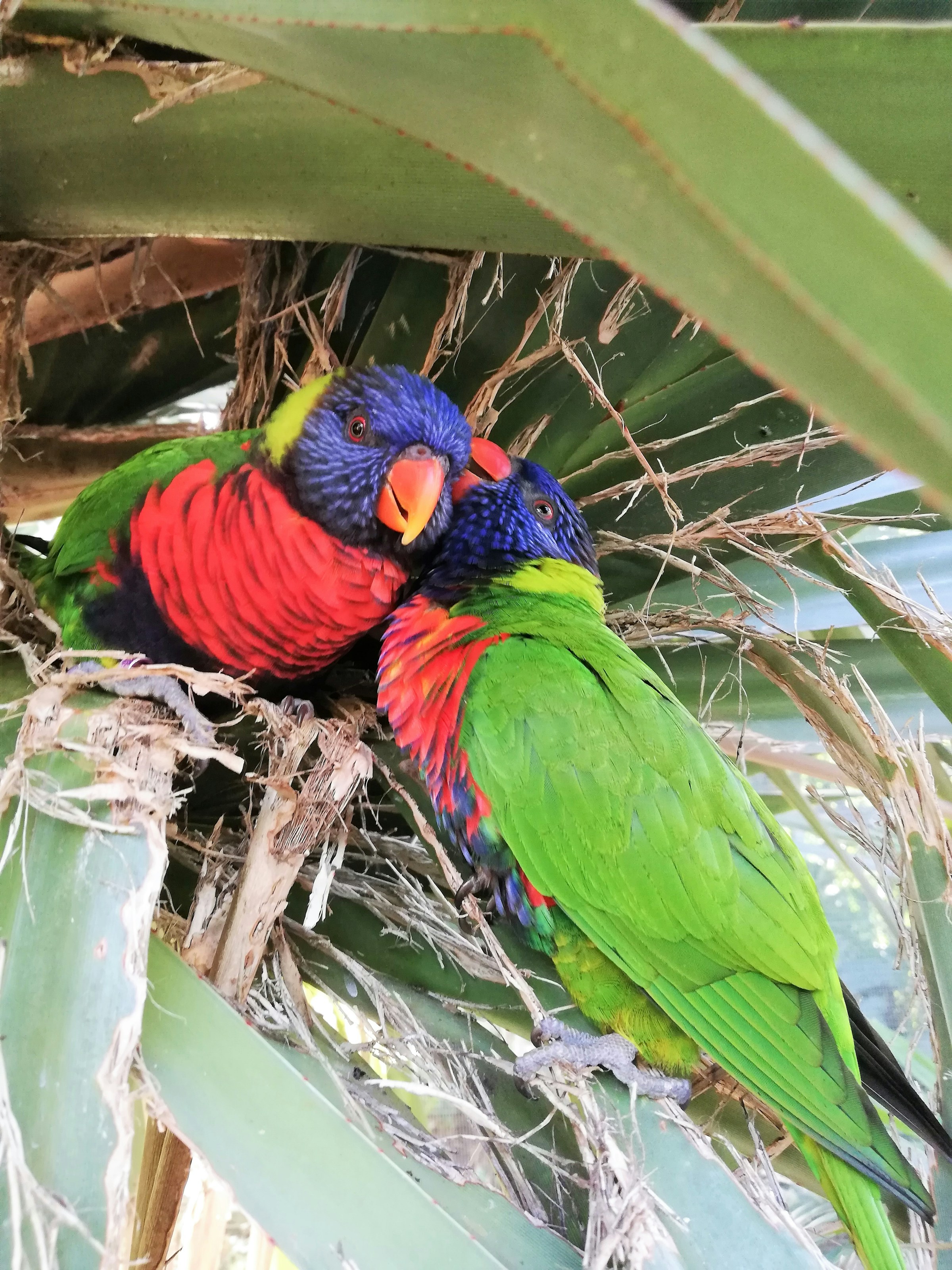 Two colorful rainbow lorikeets perched closely on a nest made of palm leaves, showing vivid blue, green, and red plumage.