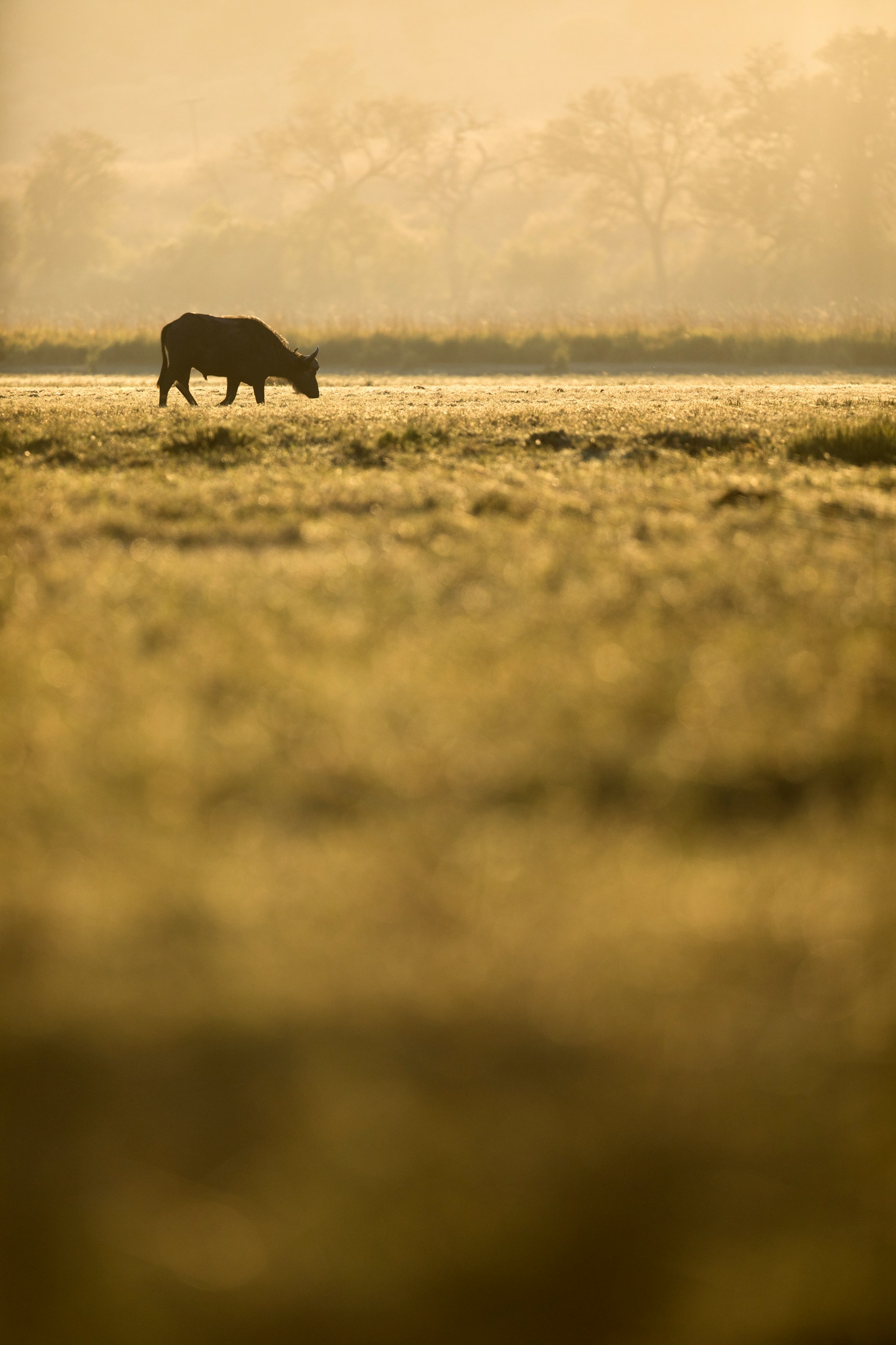 Gnu beiter på en slette i solnedgang med trær i bakgrunnen, gir en følelse av ro og villmark