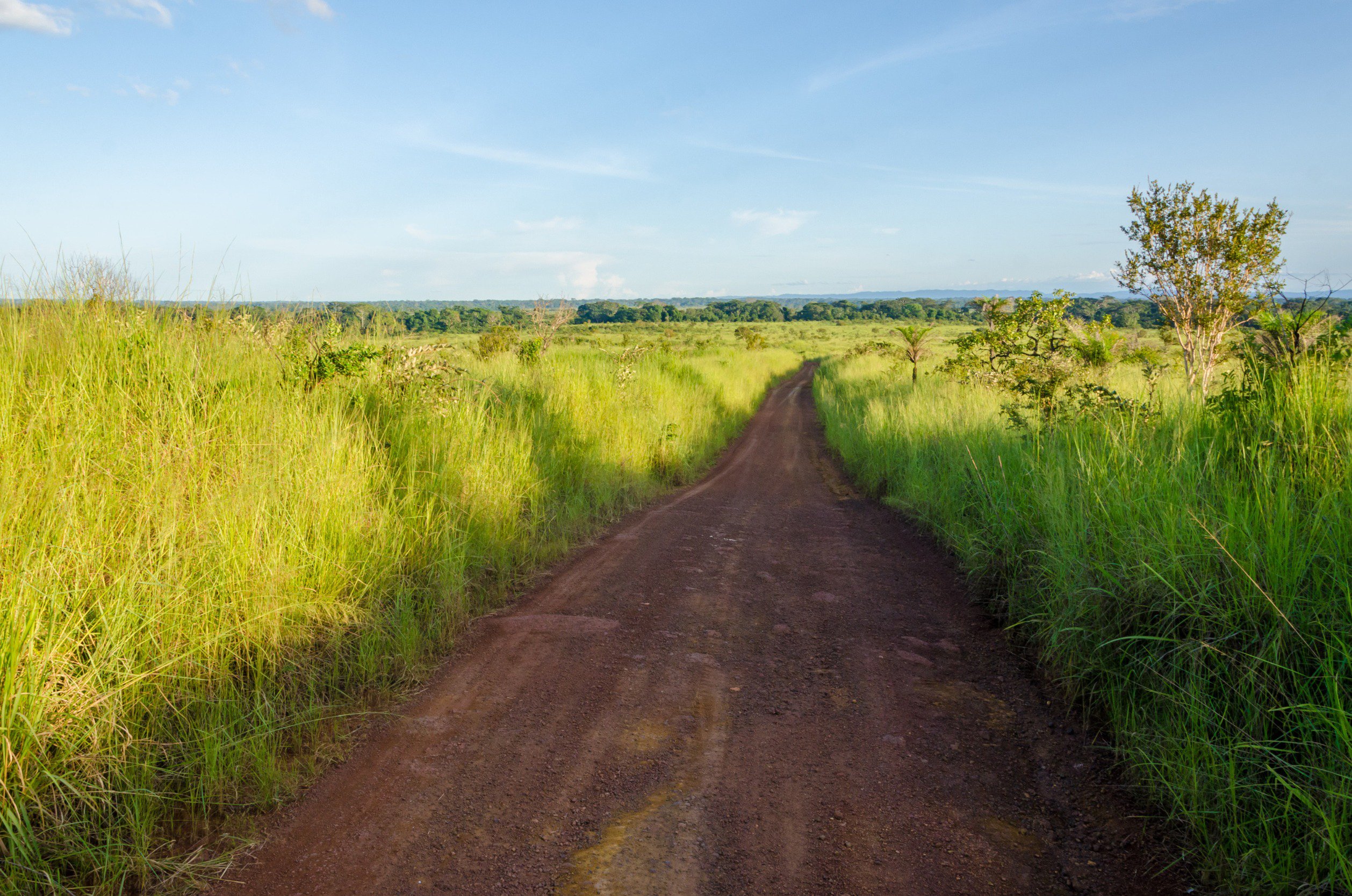 Grusvei gjennom frodig savannelandskap under klar blå himmel