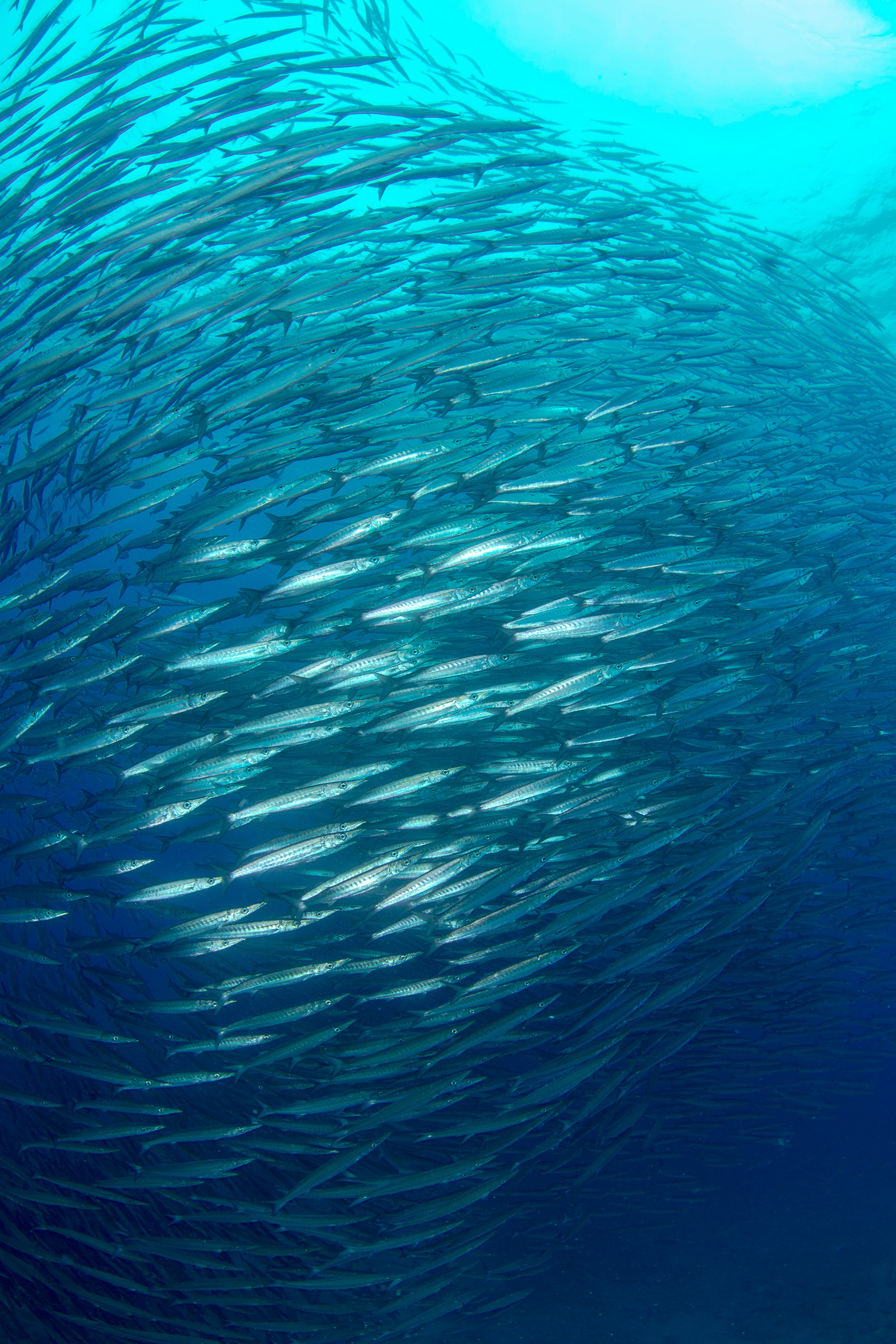 Stort stime av fisk i klart, blått hav