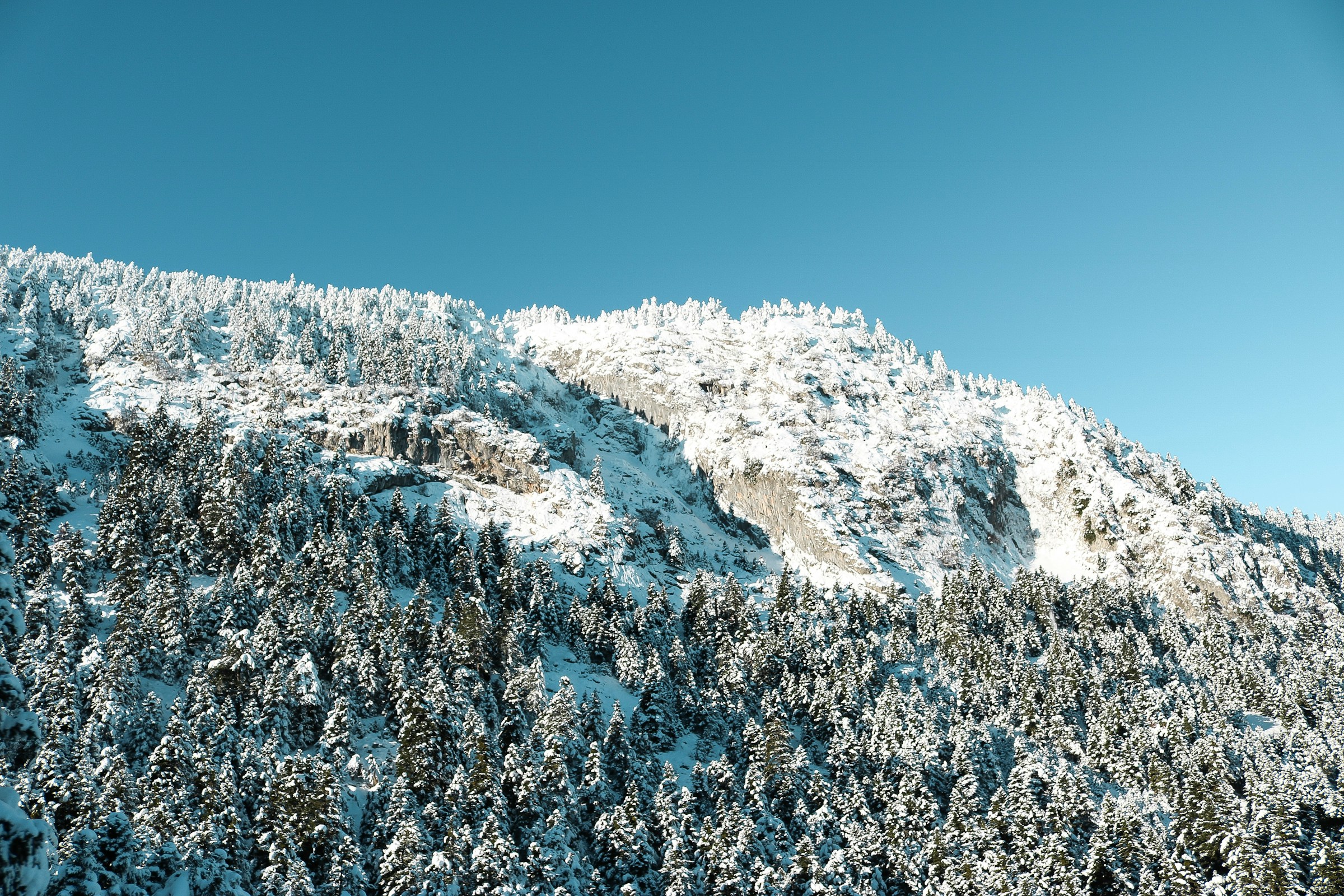 Snødekt fjell med tett skog under klar blå himmel.