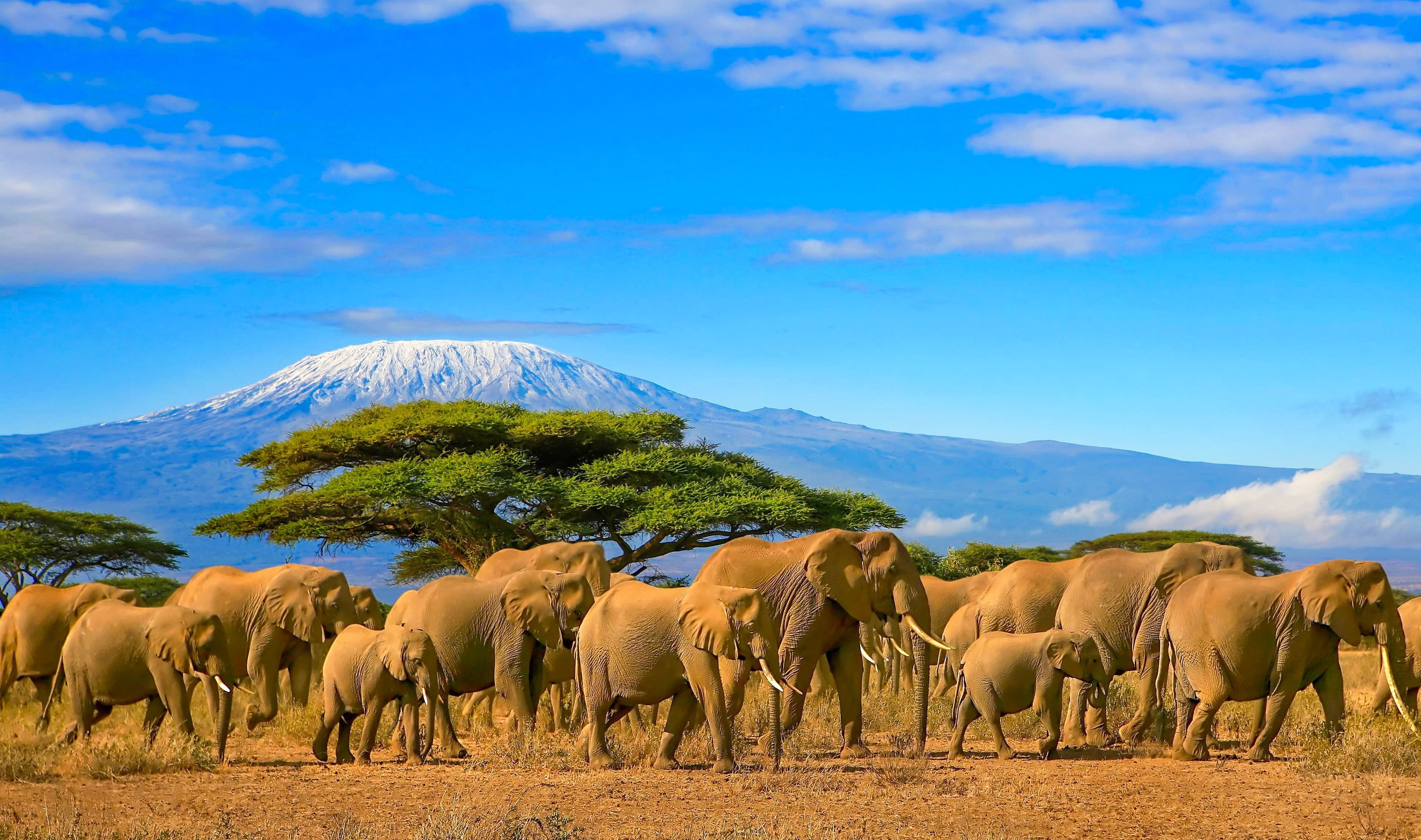 Elefanter som går foran Kilimanjaro-fjellet med klar blå himmel og grønne trær i bakgrunnen