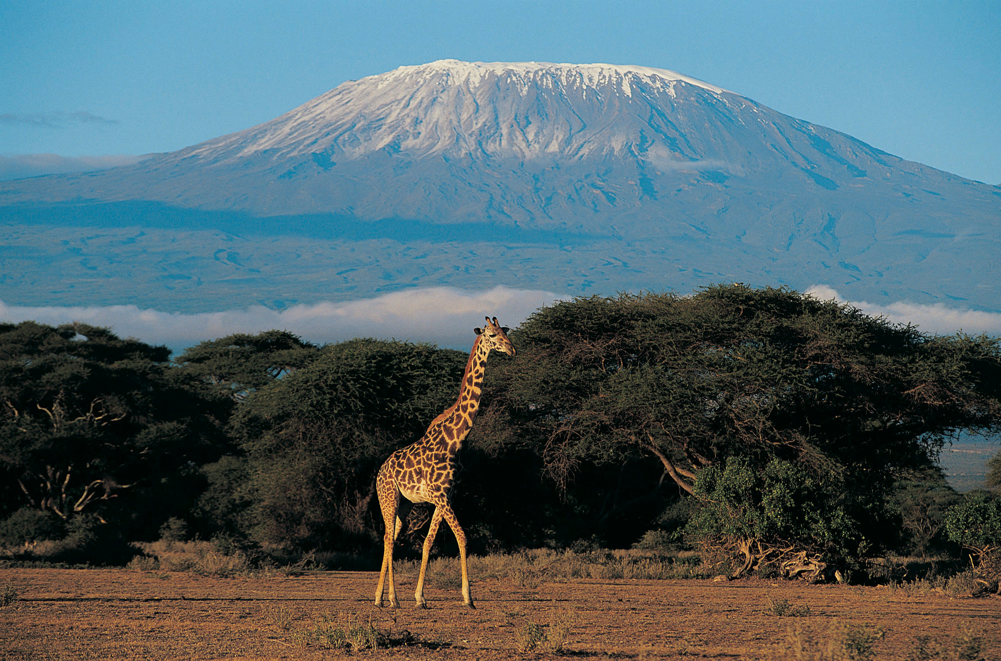 Giraffe standing in African savanna with Mount Kilimanjaro in the background