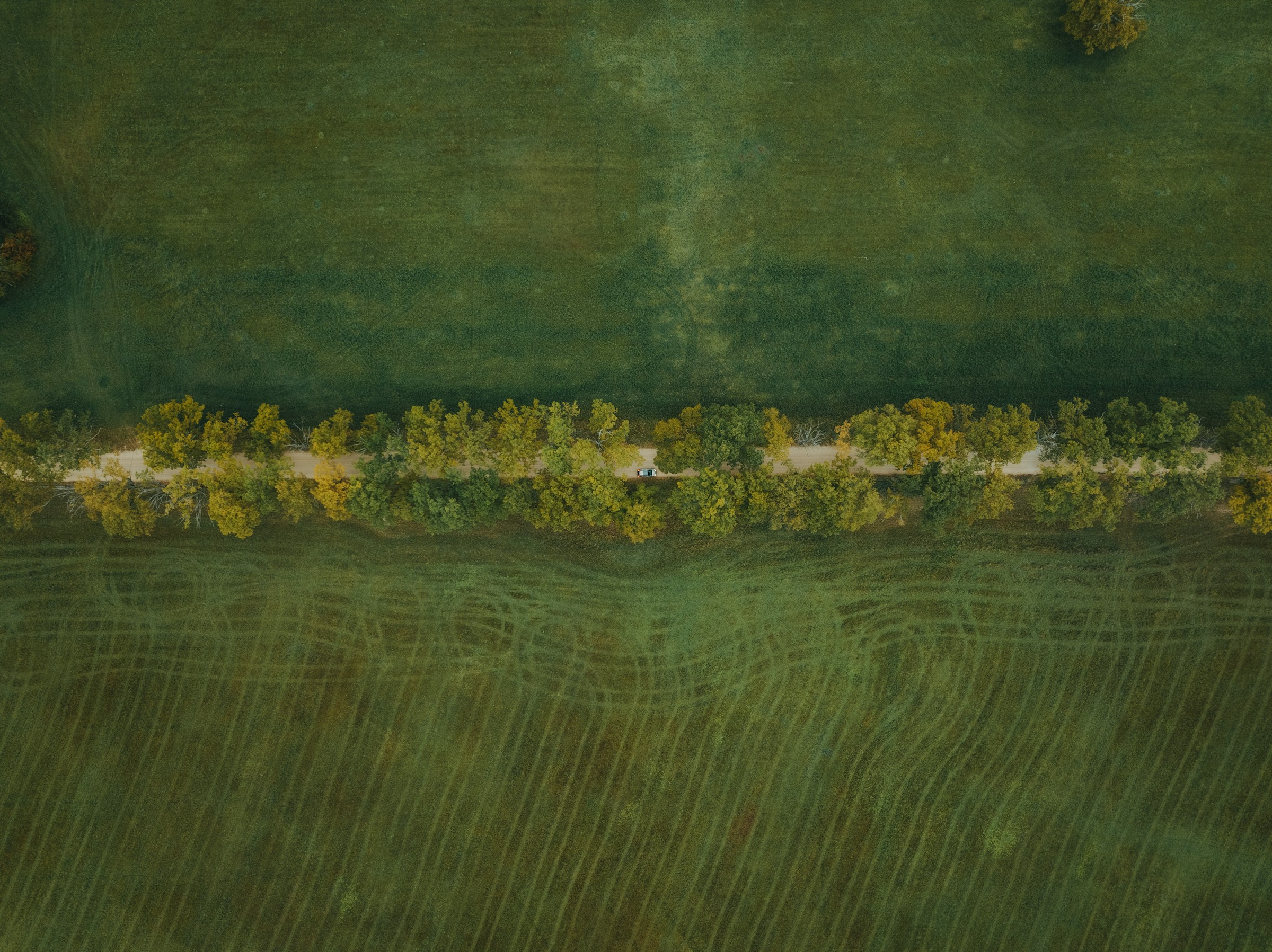 Aerial view of a tree-lined dirt road cutting through lush green fields, showcasing natural landscape patterns