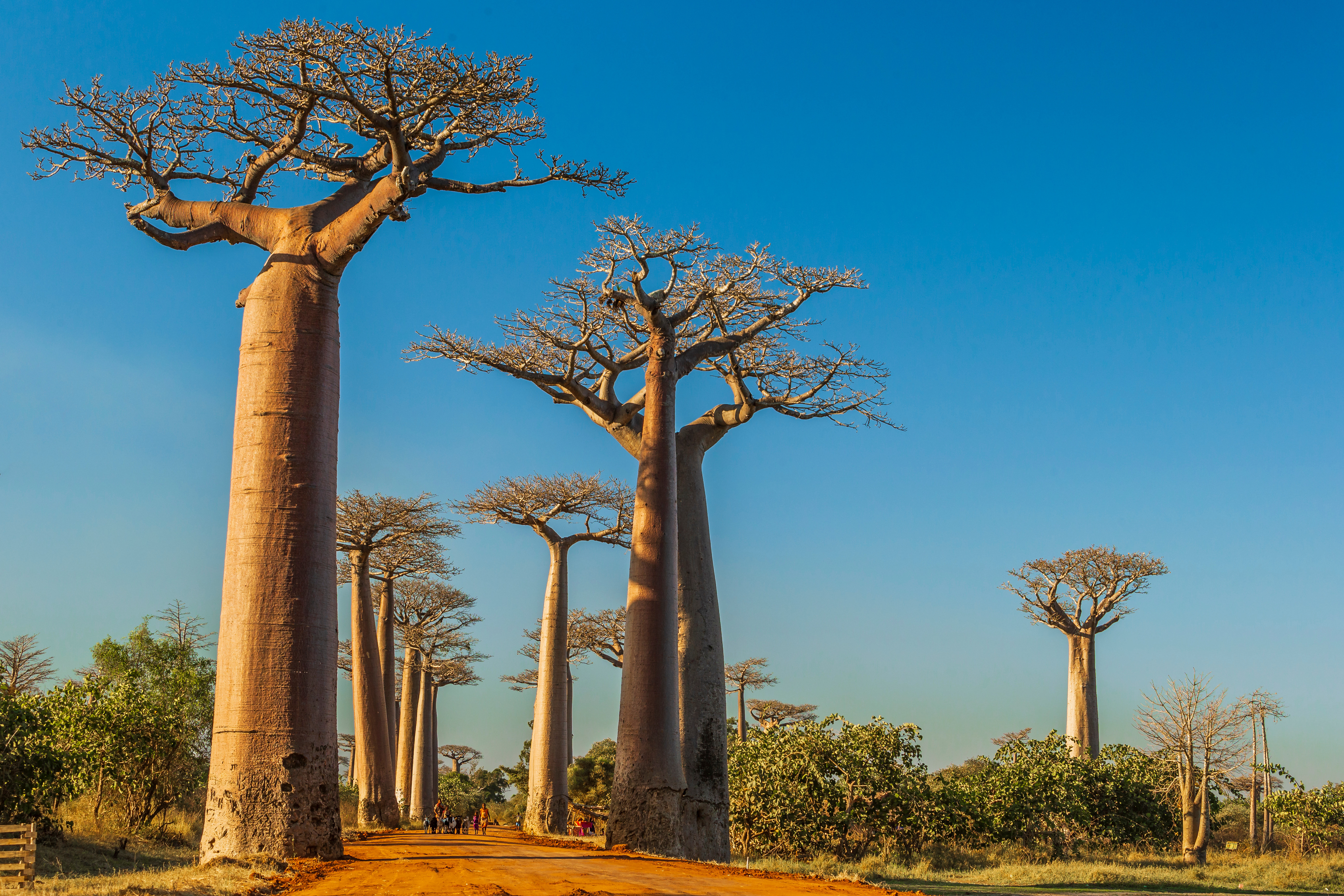 Baobab trees lining a dirt road under a clear blue sky in Madagascar