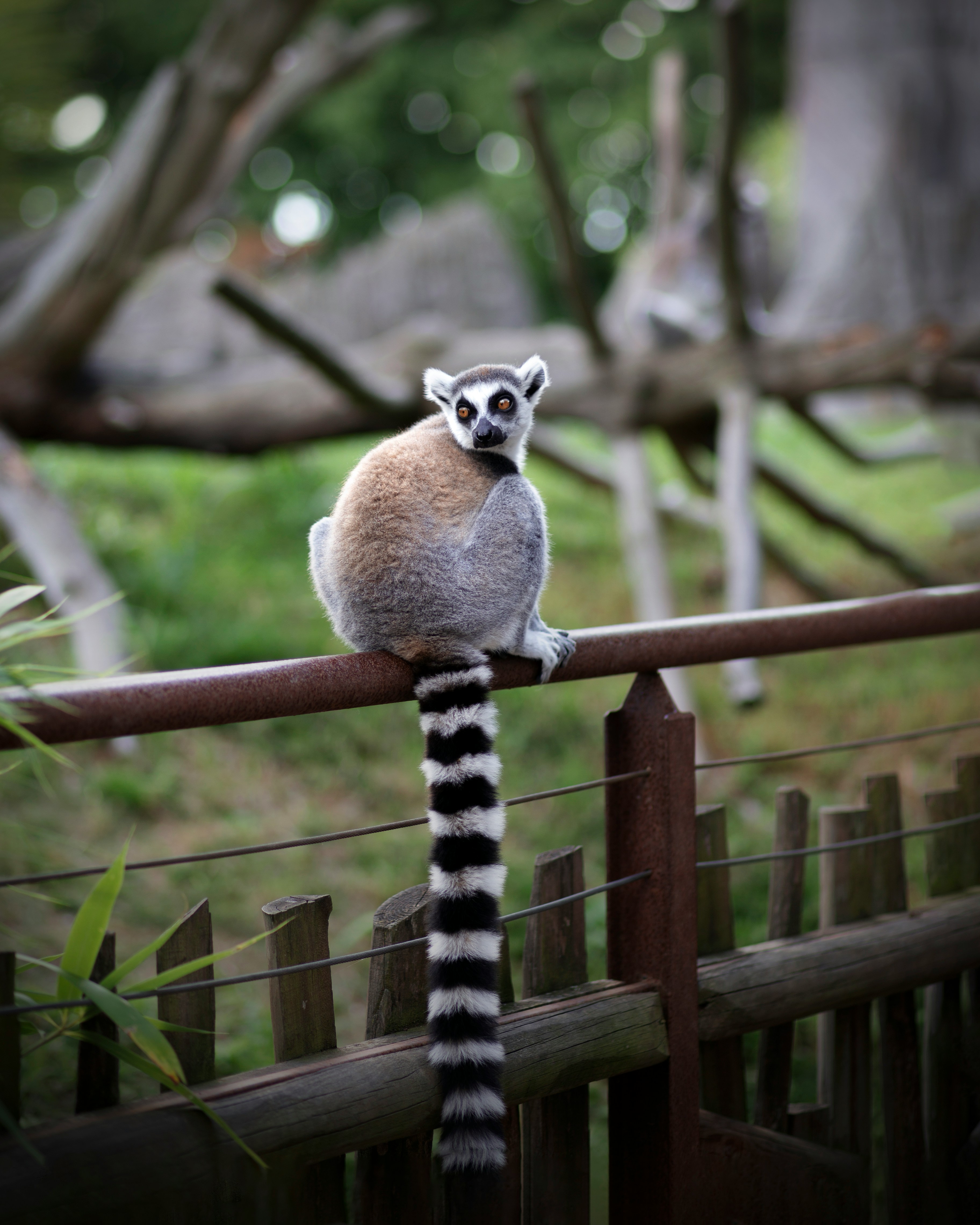 Ringhalelemur som sitter på et gjerde i en frodig, grønn naturlig habitat