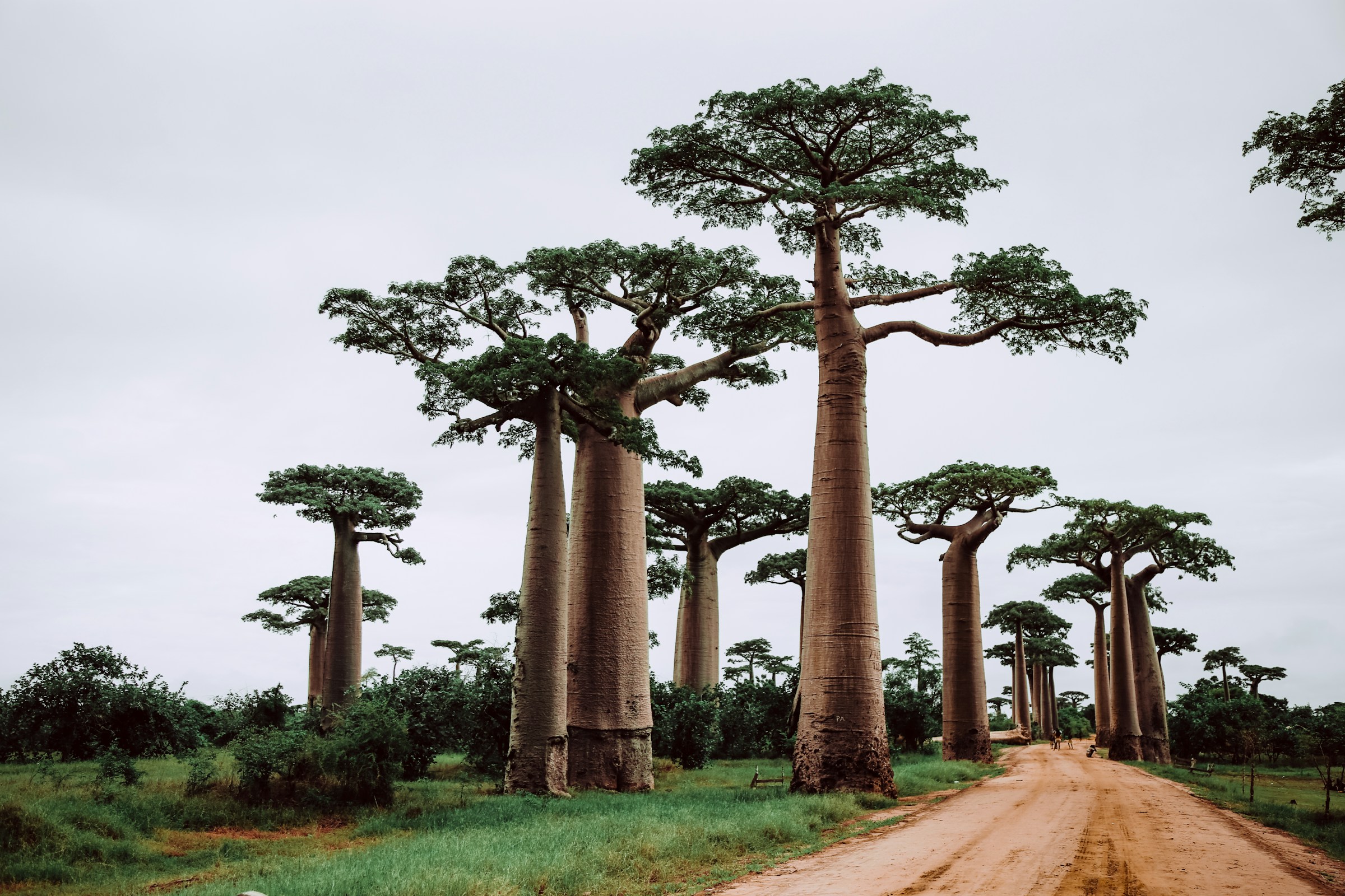Majestetiske baobabtrær langs en grusvei under en skyet himmel på Madagaskars Baobab-aveny