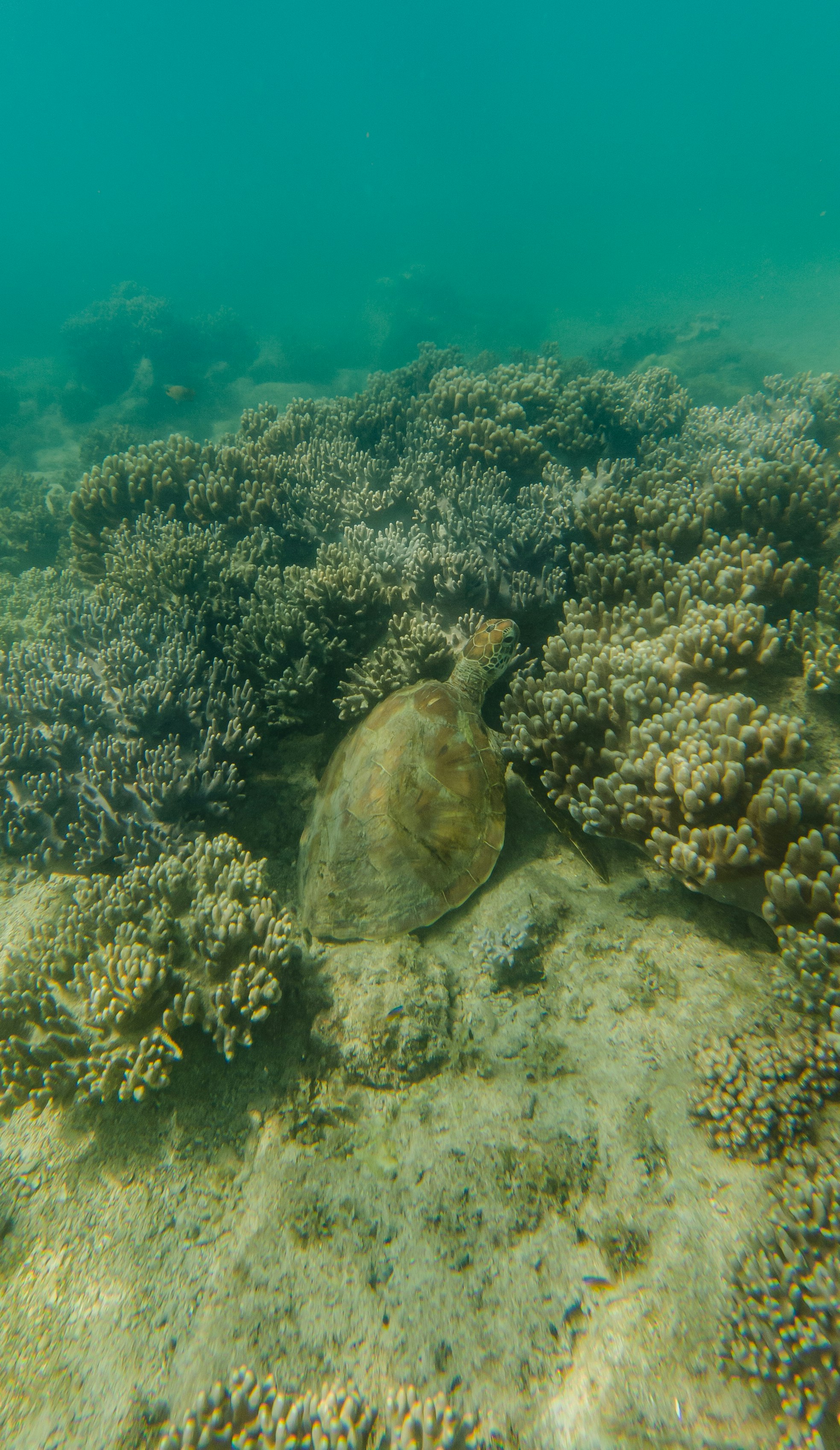 Sea turtle swimming among vibrant coral reefs underwater
