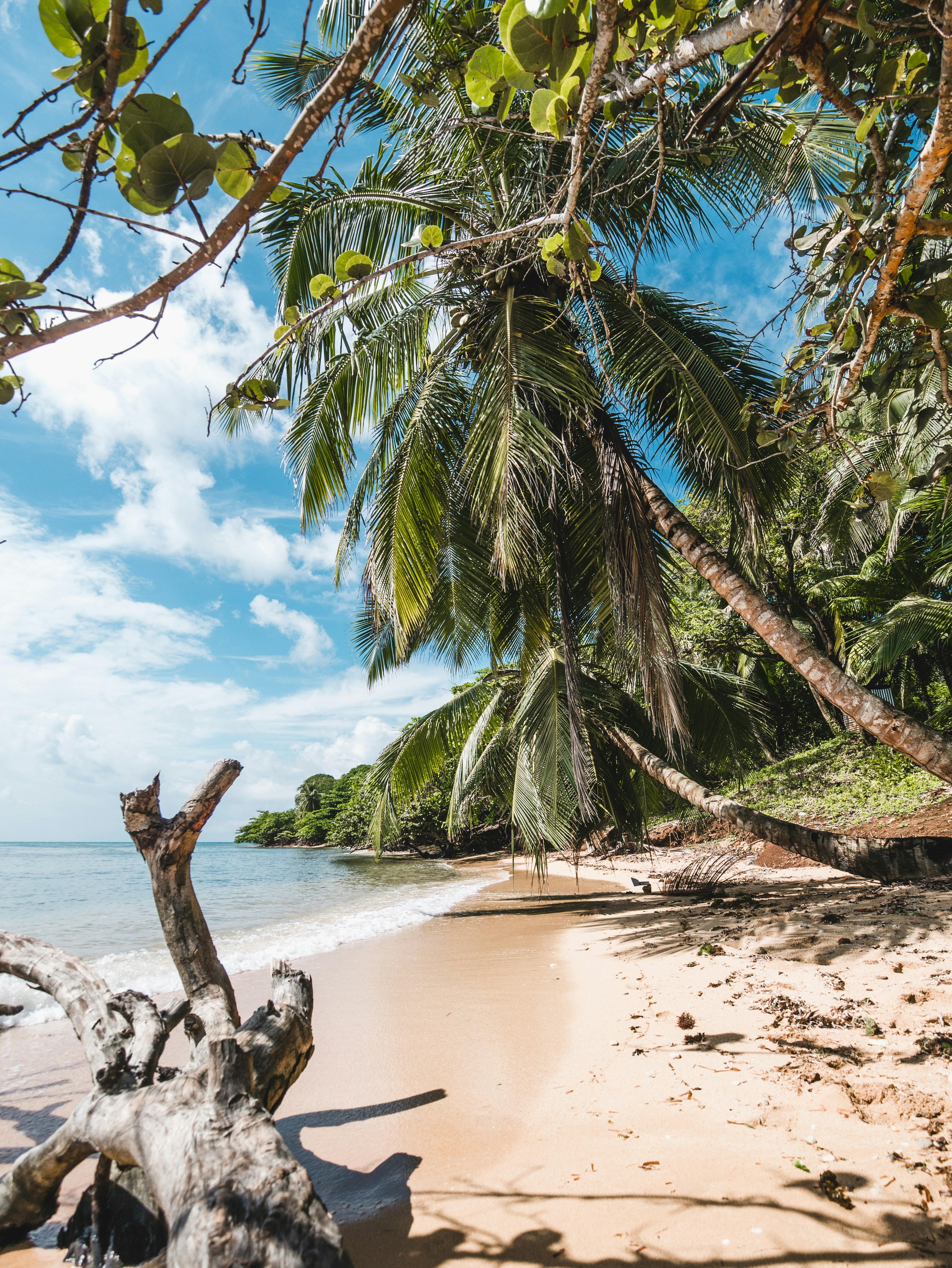 Tropical beach with palm trees and clear blue sky, featuring sandy shoreline and gentle waves