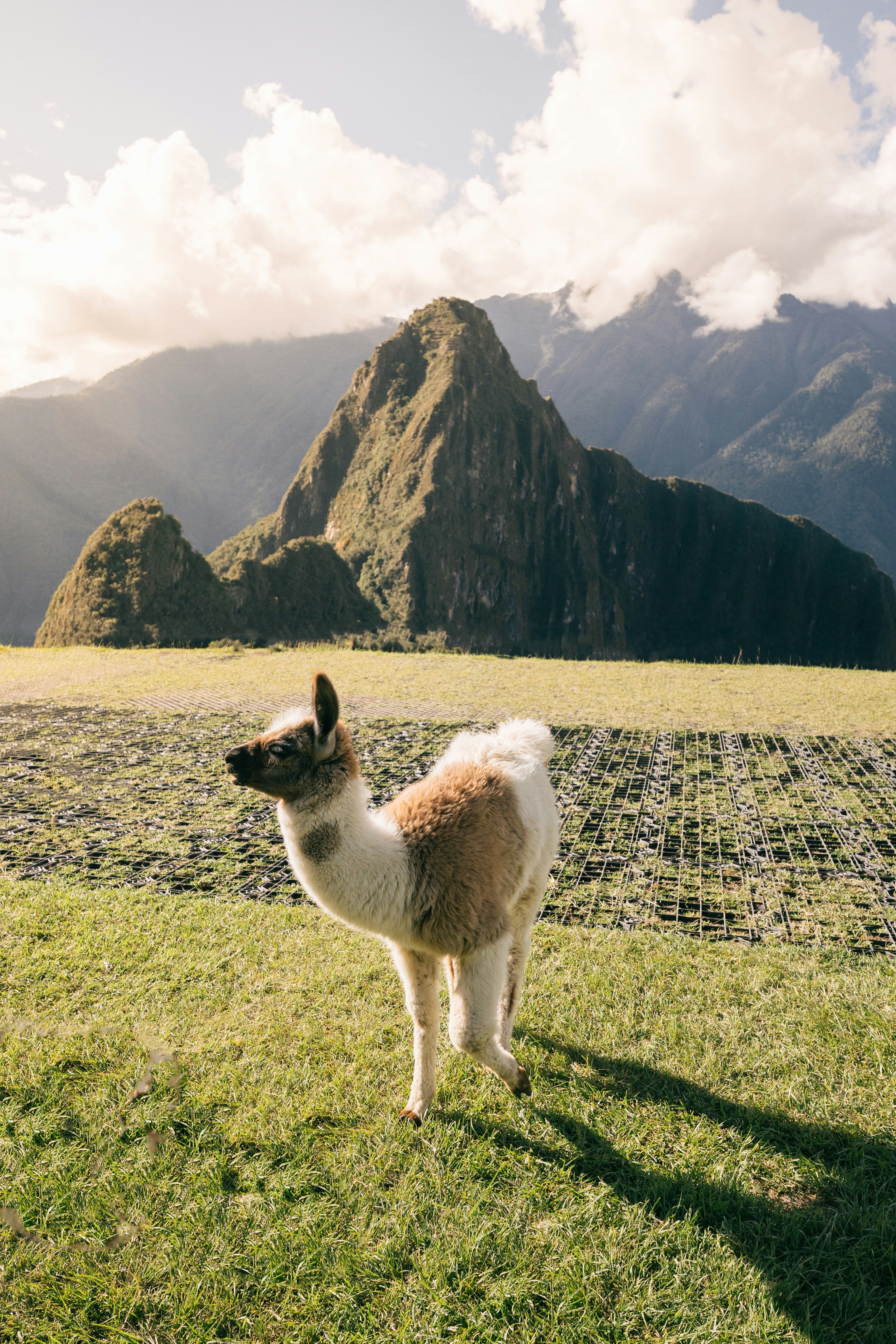 Ung lama som står på gressdekt terreng med den naturskjønne bakgrunnen av Machu Picchu i Peru, under en skyet himmel