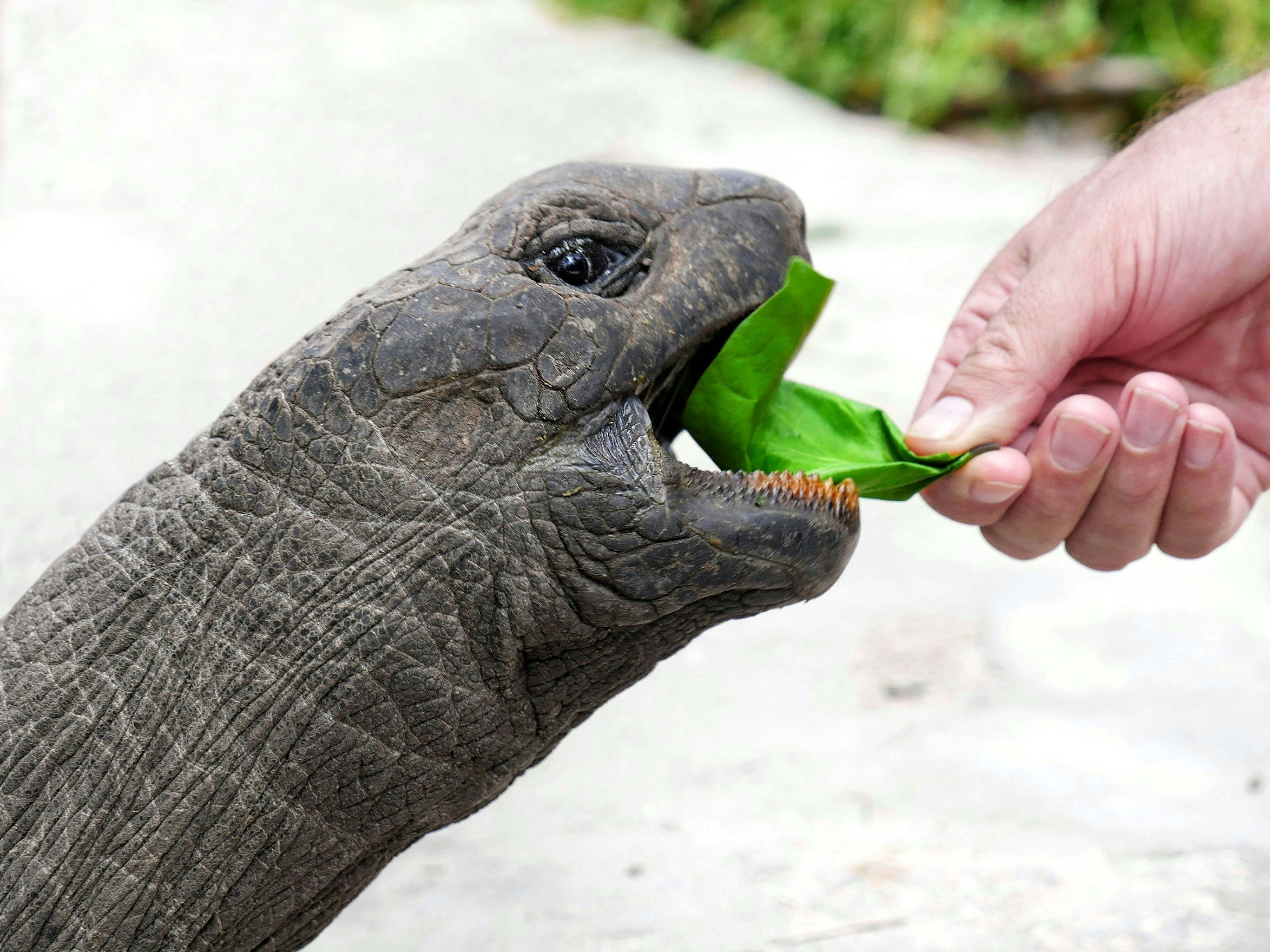 Tortoise eating a leafy green from a person's hand on a light background