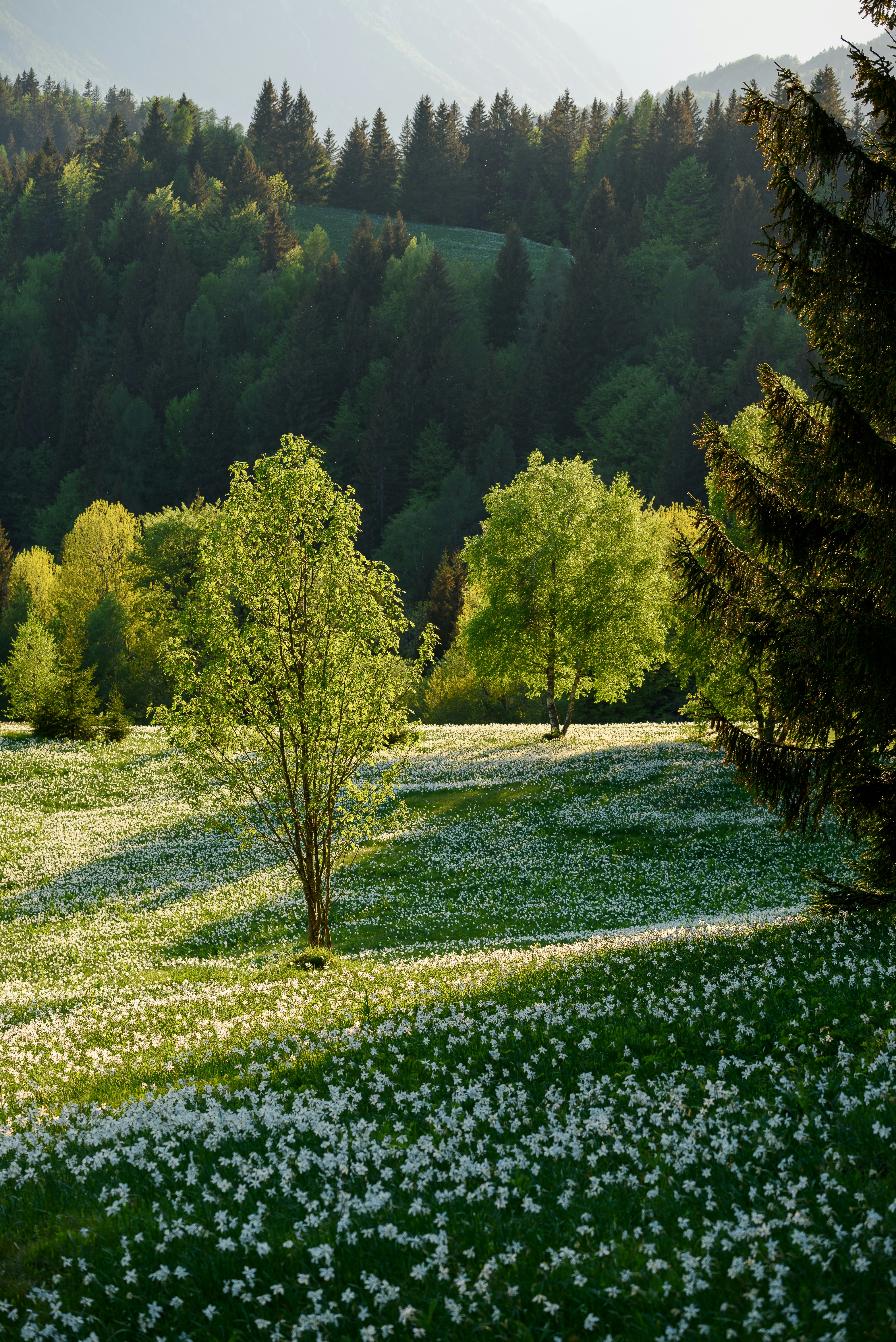 Naturskjønn utsikt over en frodig grønn eng med blomstrende villblomster og spredte trær, satt mot en bakgrunn av tett skog under mykt sollys