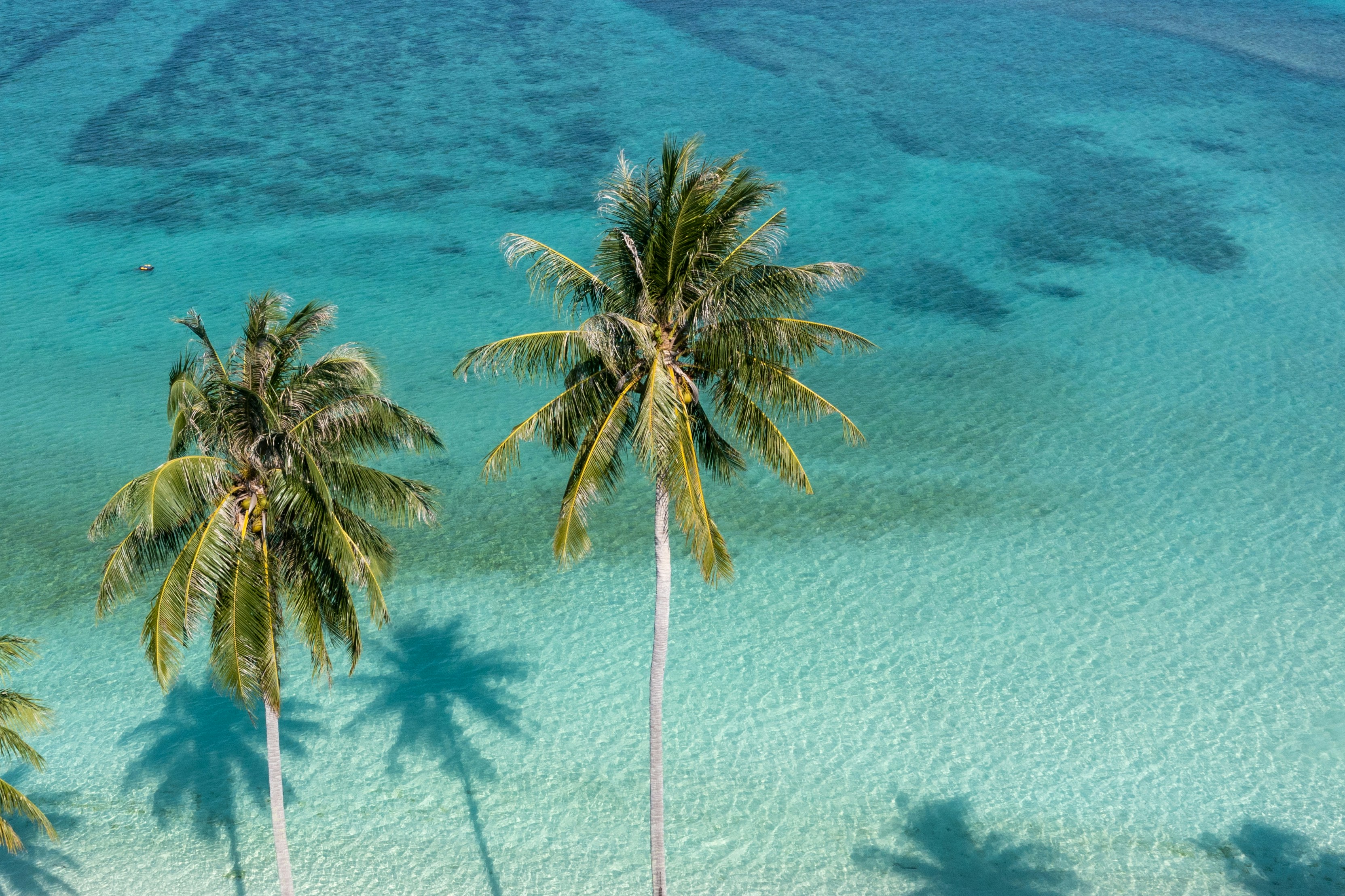 Tropical beach with palm trees and clear turquoise water, aerial view
