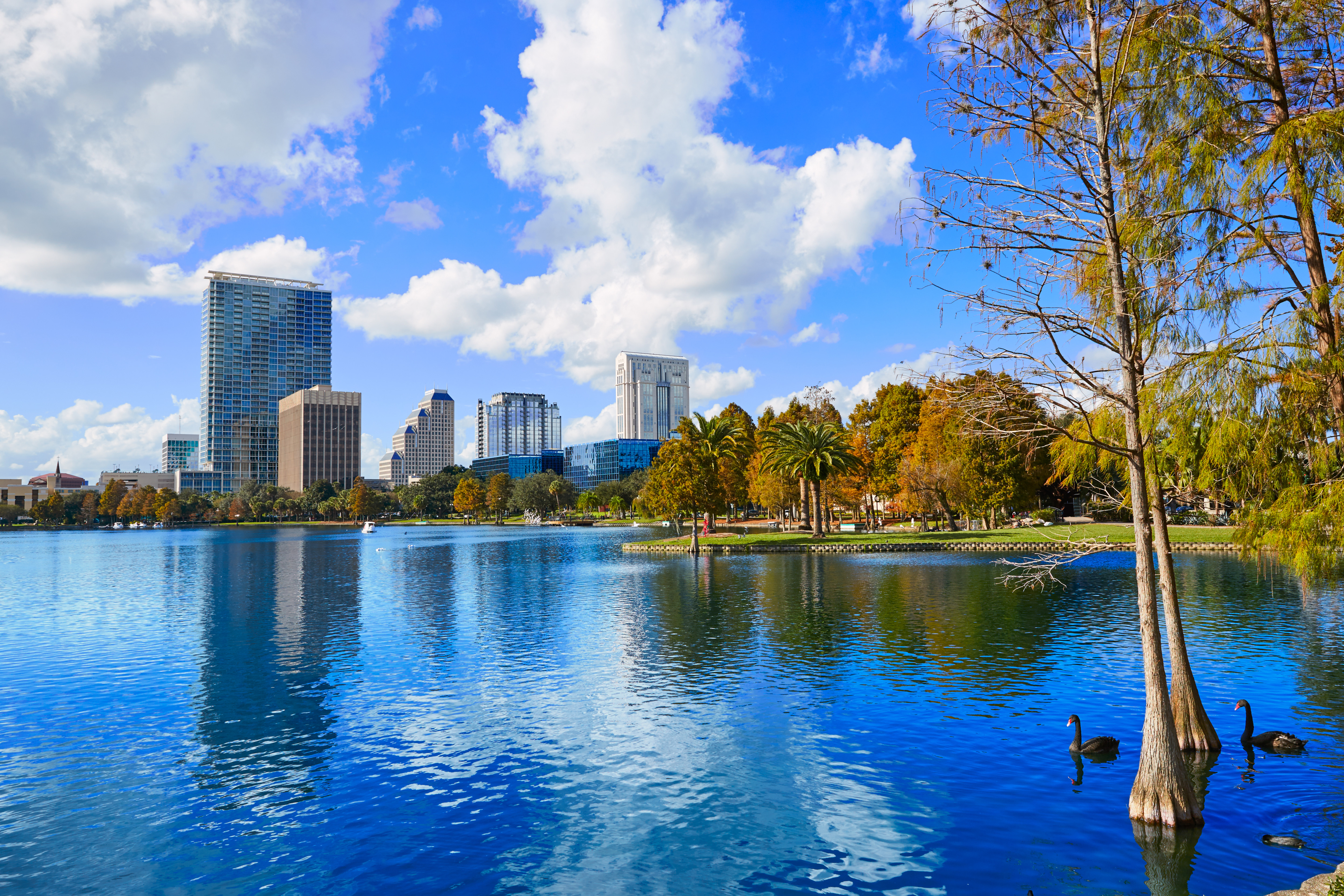 Orlando-skyline med skyskrapere som speiler seg i Lake Eola på en solrik dag, med palmer og svarte svaner i forgrunnen